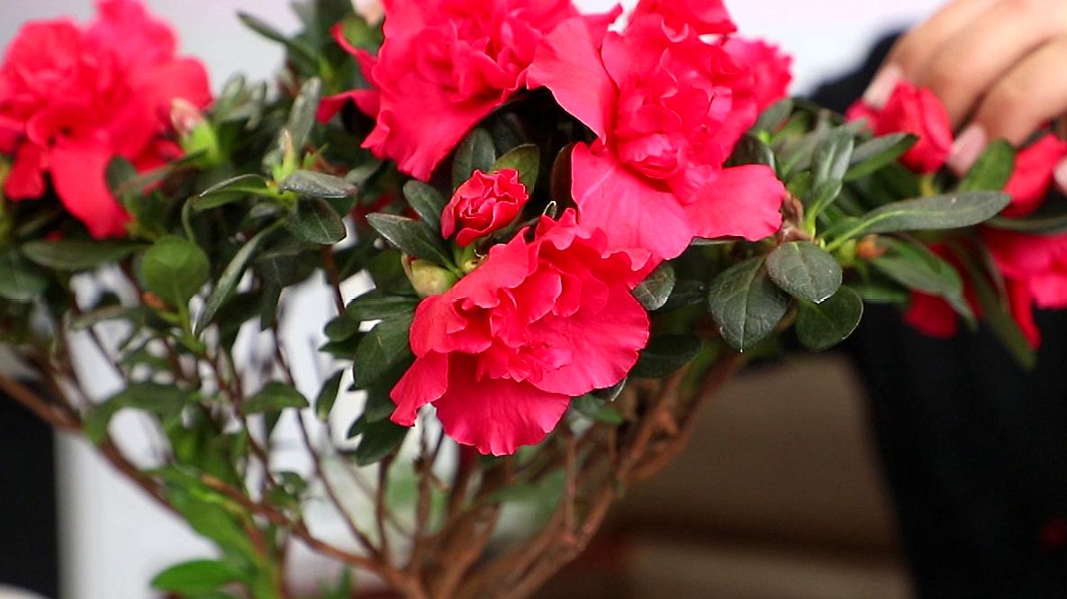 【华体会体育hth官方网站】西部首家七星级酒店在成都封顶 高153.7米(图2) 华体会体育hth官方网站