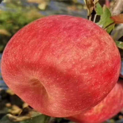 hth官网入口-加拿大西部14年来再因山火进入紧急状态(图3) 华体会体育hth官方网站